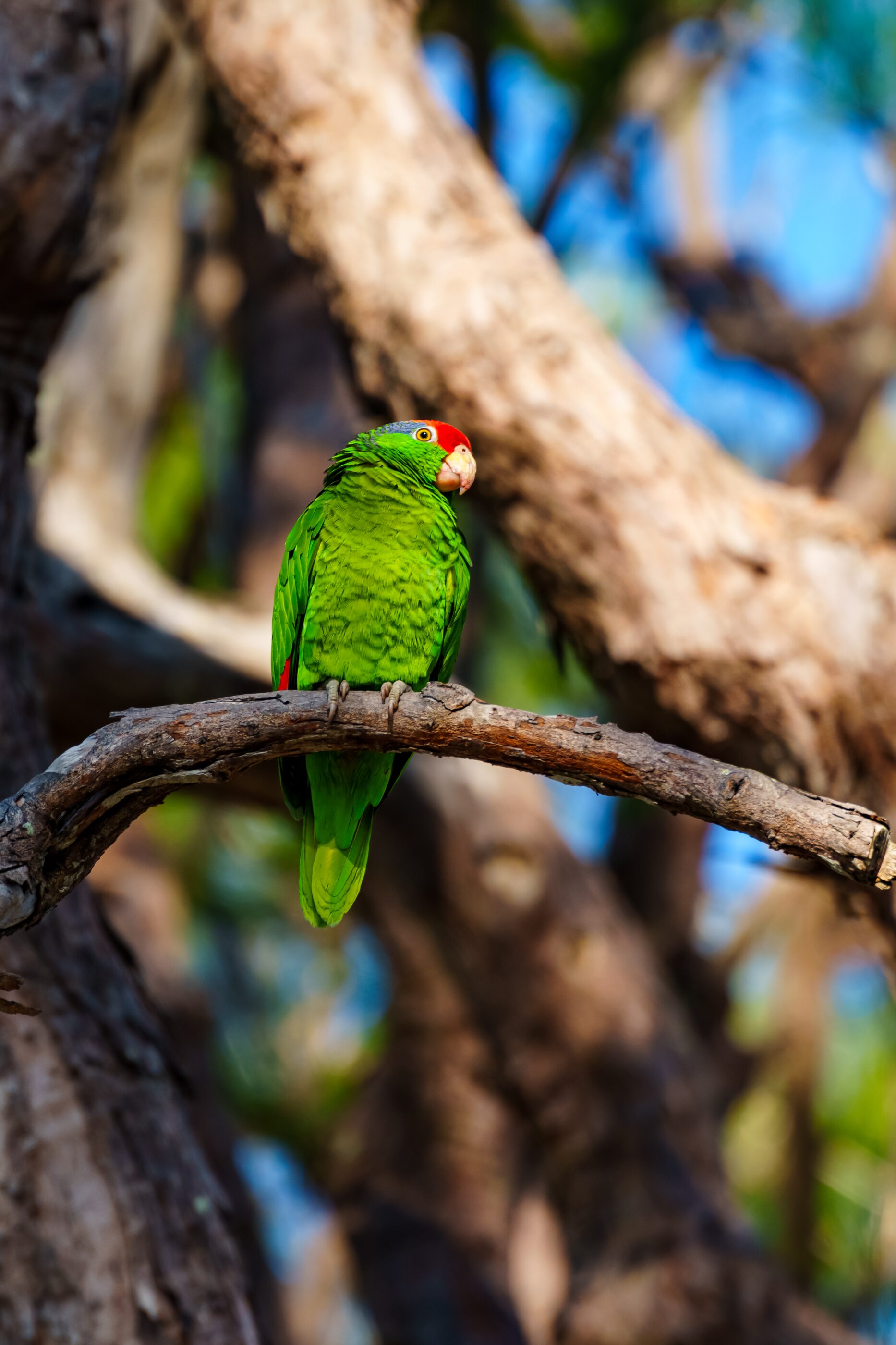 A green parrot perched against dense tropical leaves