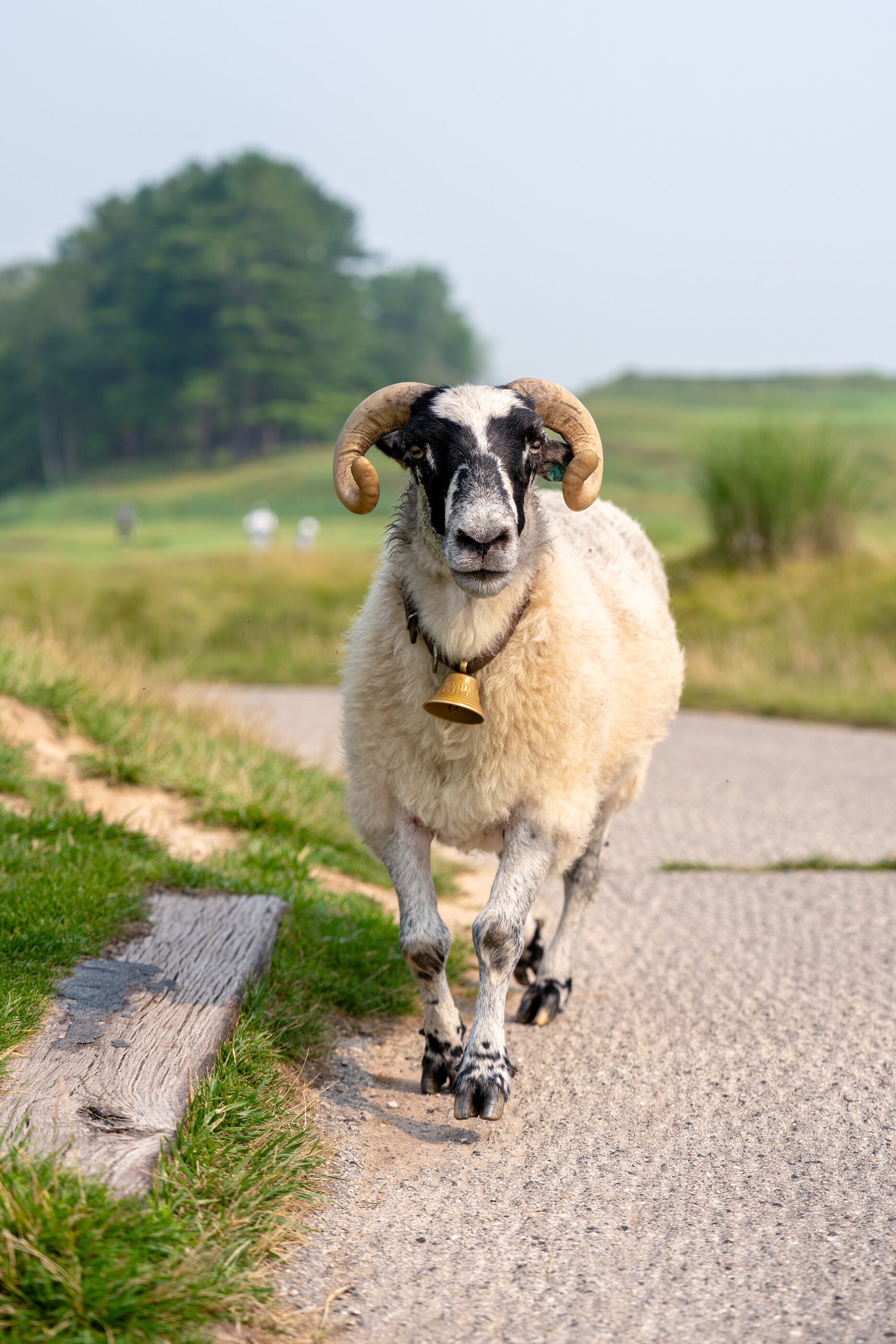 A sheep standing in the middle of a quiet country road
