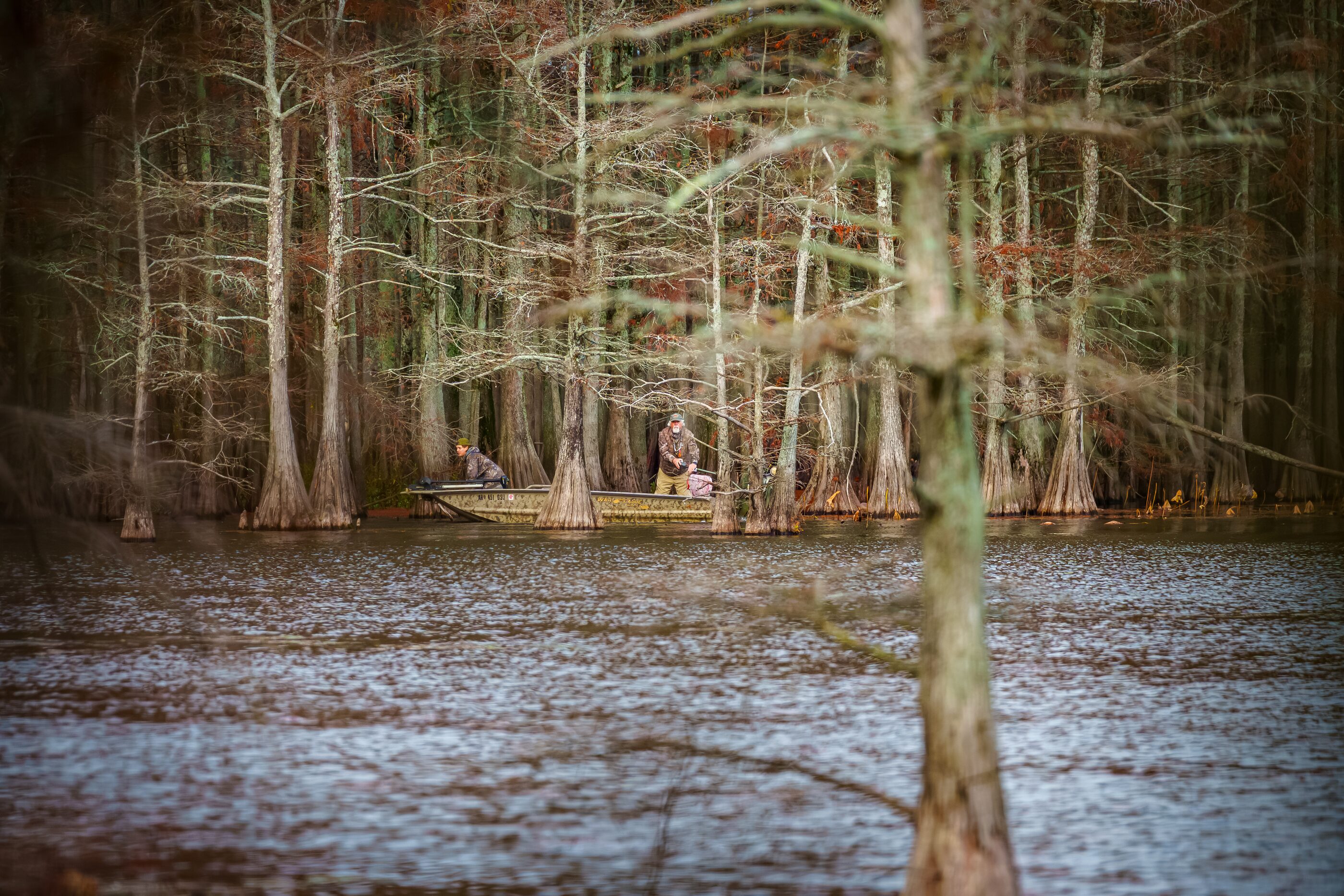 Cypress trunks mirrored in dark, glassy water