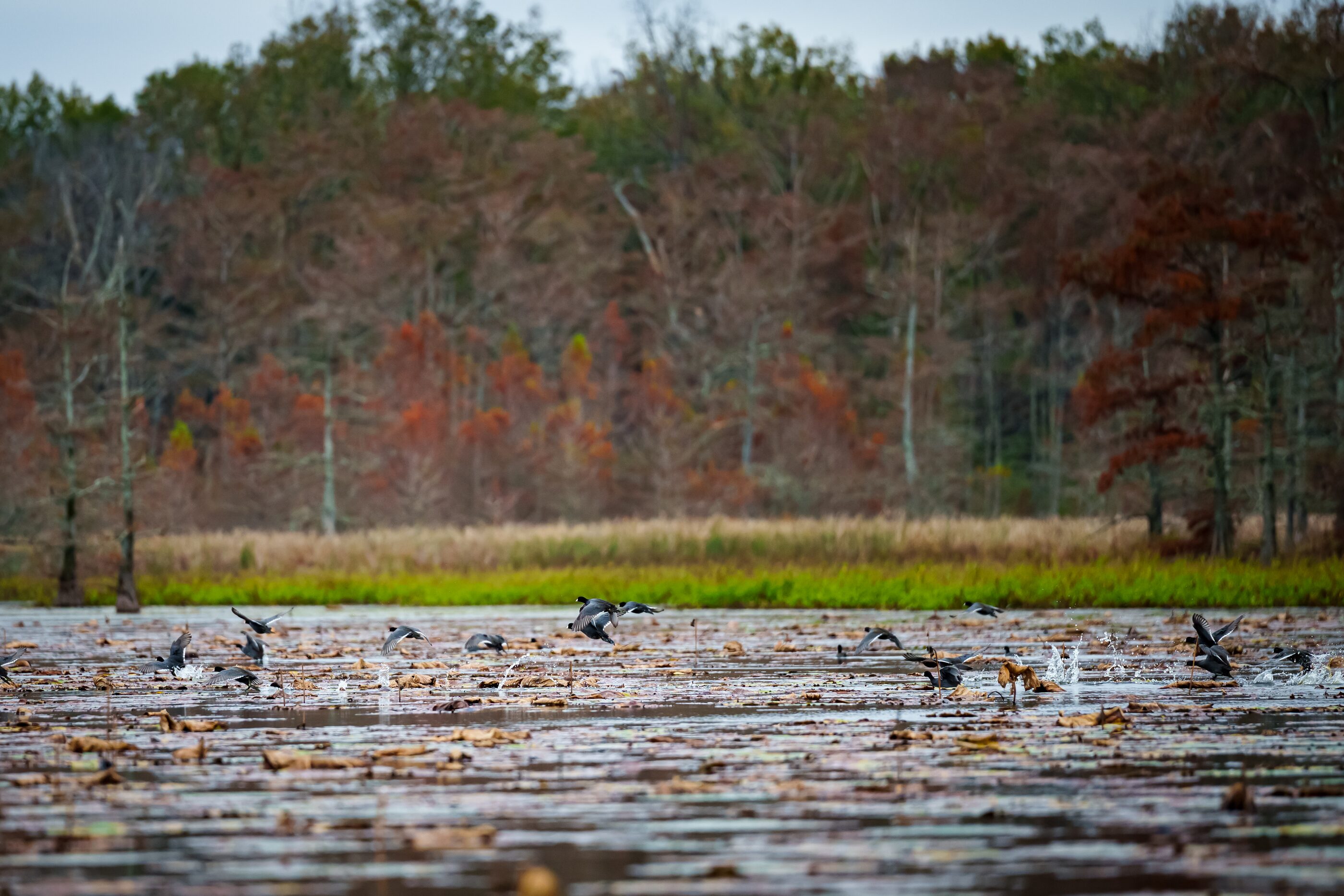 A marsh bird reflected in shallow water