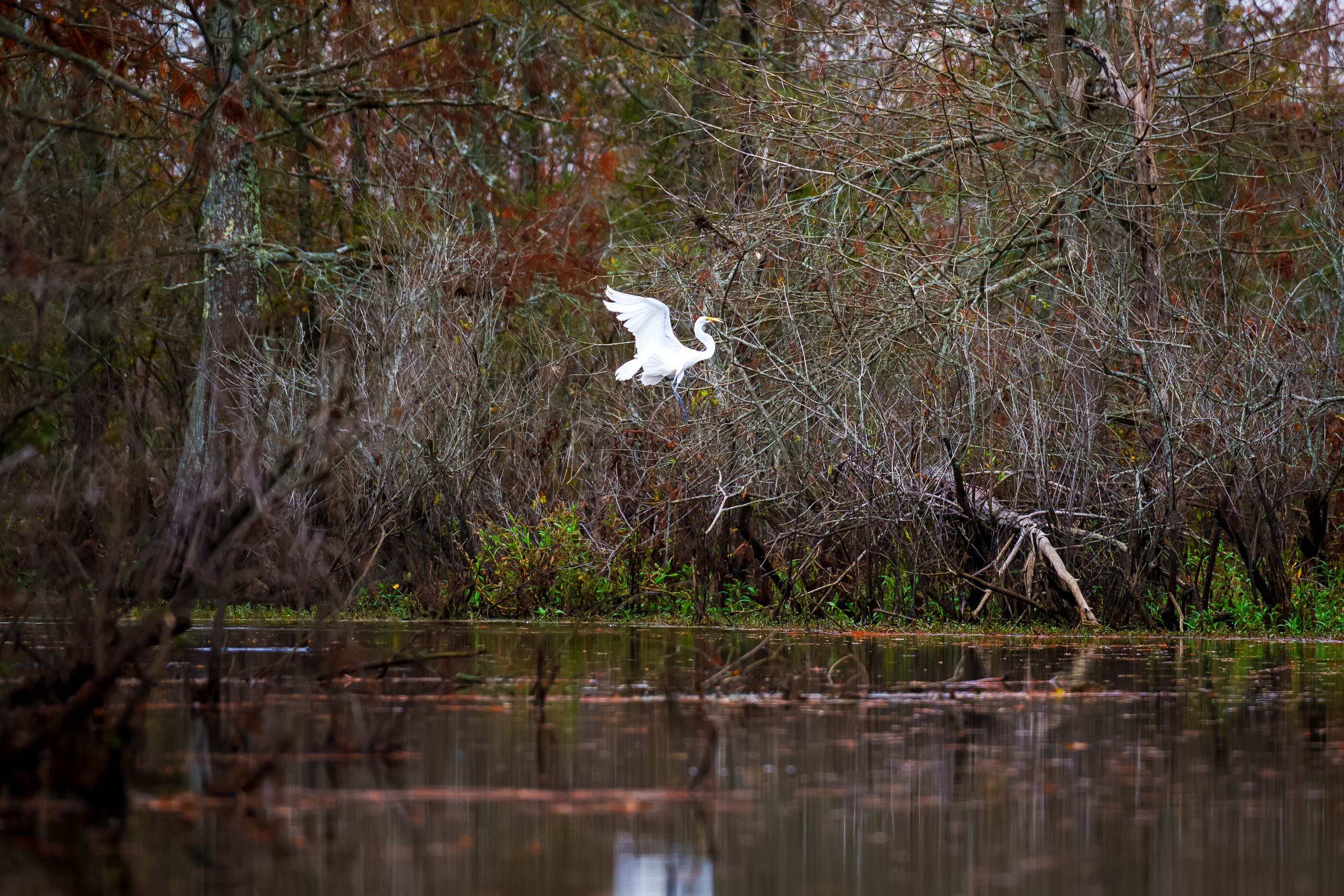 A white egret standing among tangled wetland brush