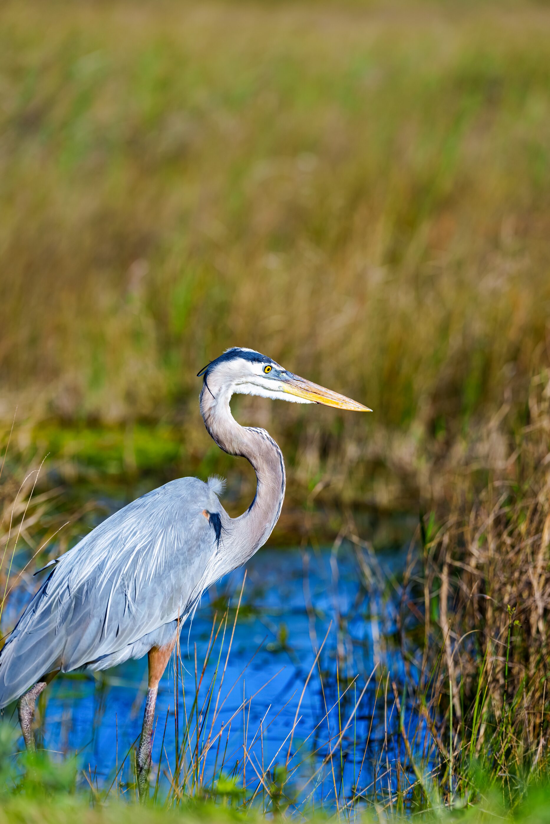 A great blue heron standing tall in wetland grasses
