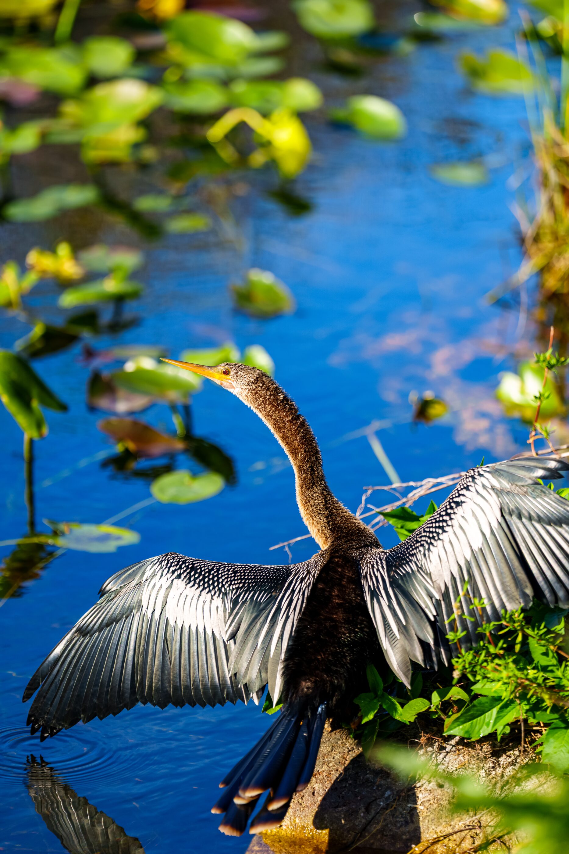 A dark waterbird holding its wings open in the sun