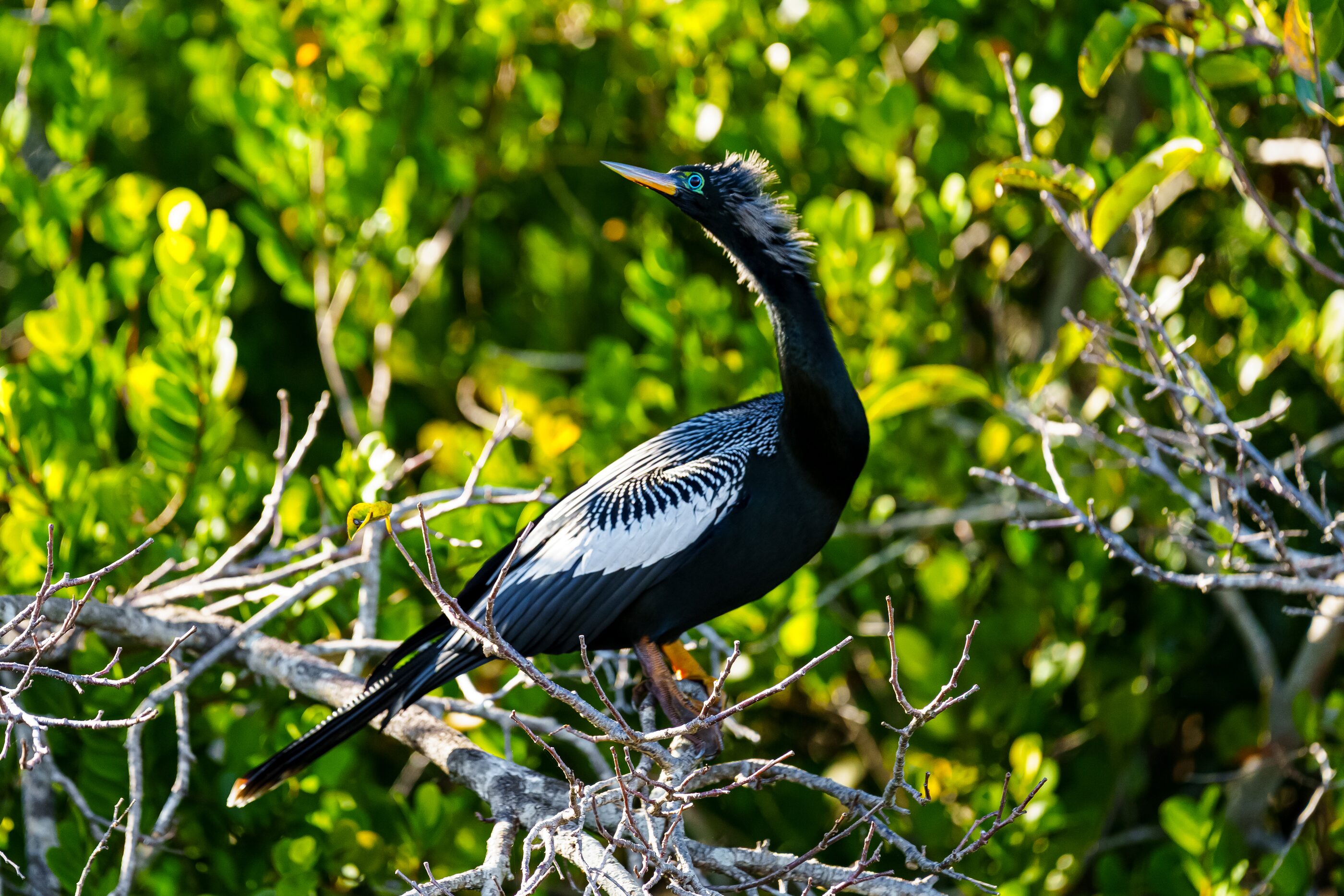 A dark waterbird perched amid brilliant green foliage