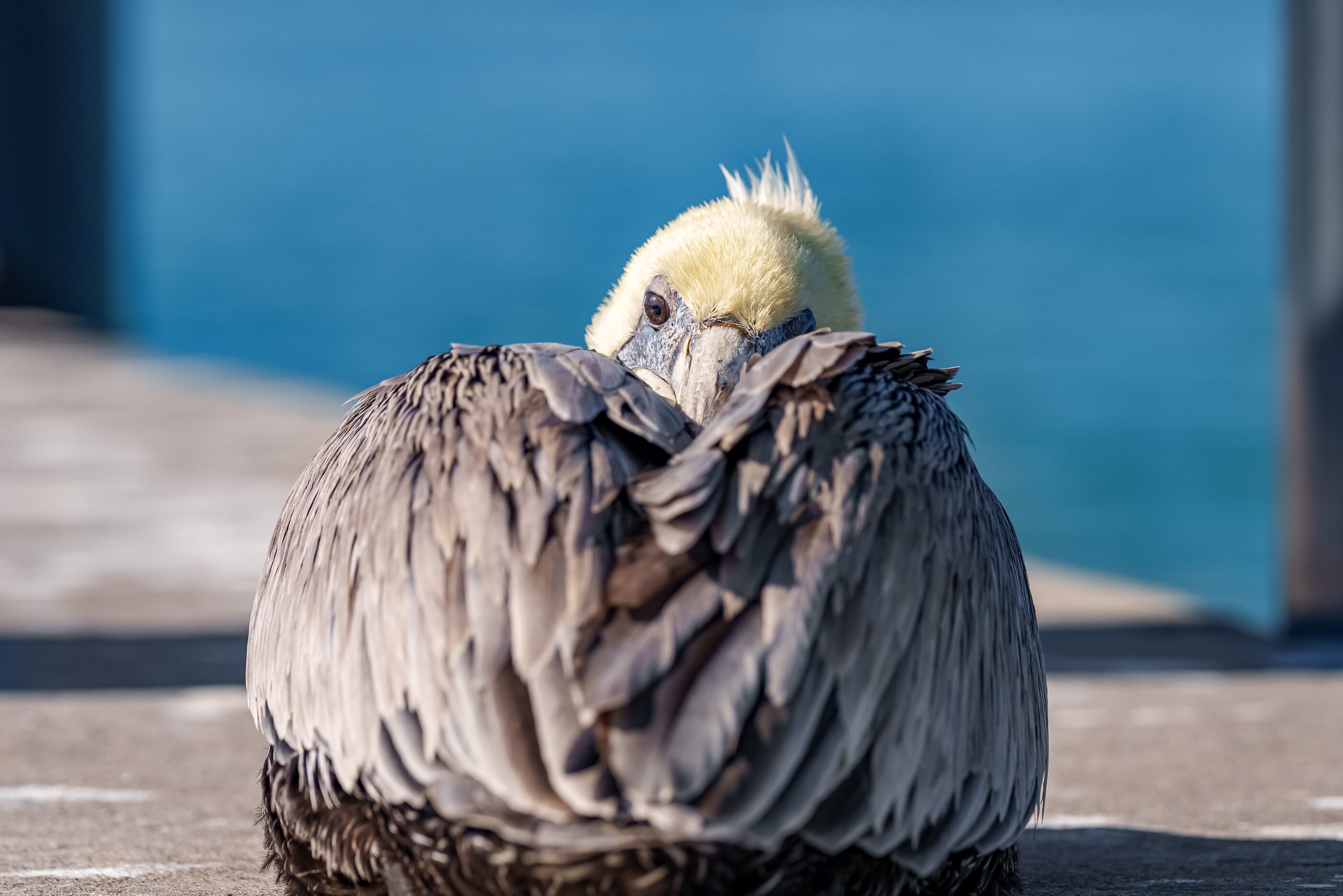A pelican carefully preening its feathers