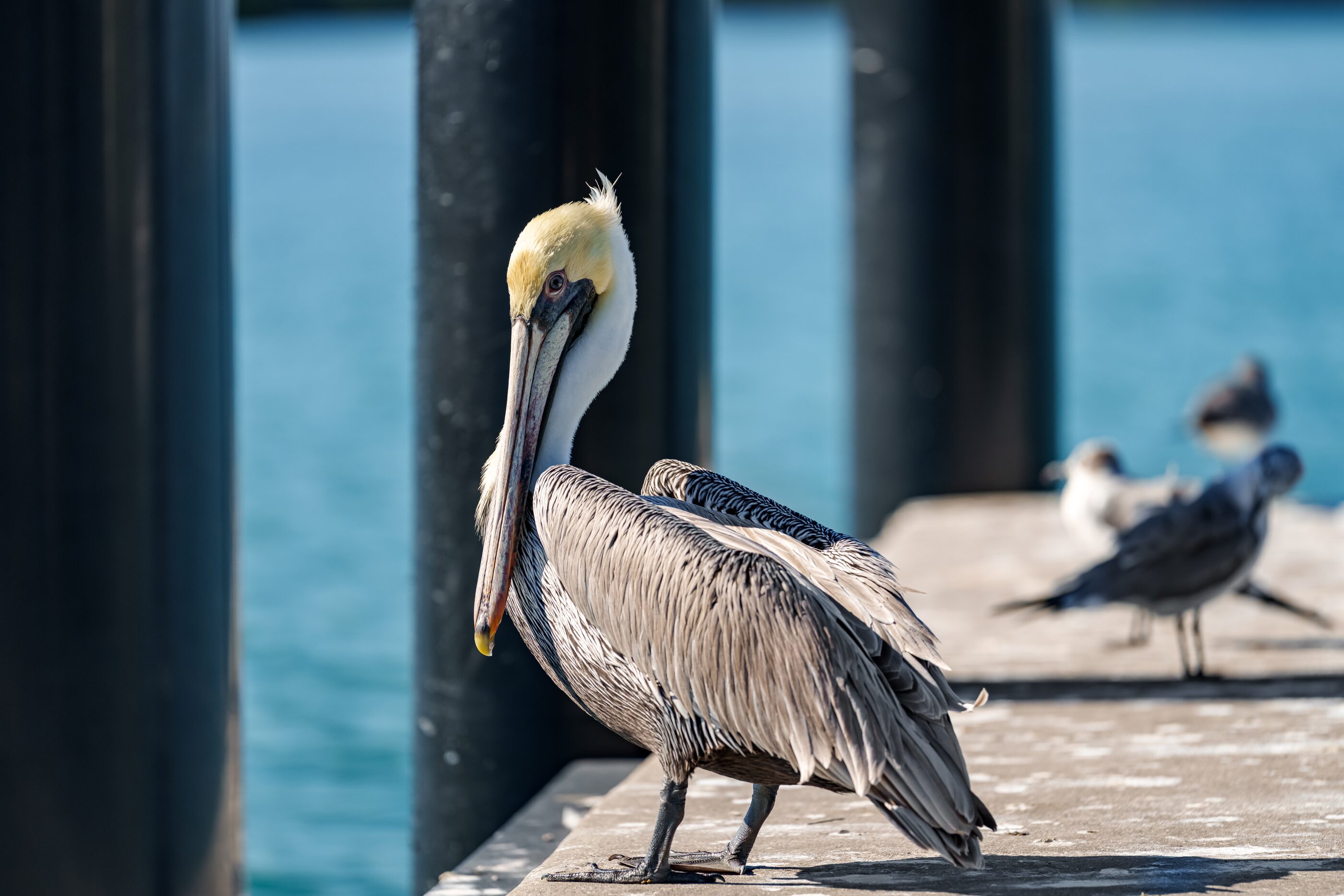 A brown pelican standing at the water's edge